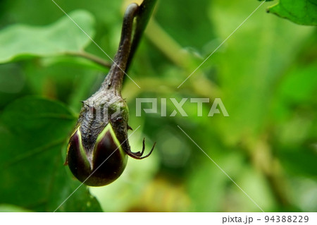 江戸野菜未熟な寺島ナスの実 94388229