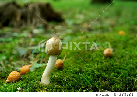 苔の上に生えるキノコ 94388231