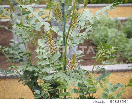 甘草　ウラルカンゾウ 94388544