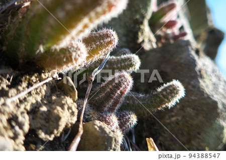 斜面の岩の間に生えているサボテン 94388547