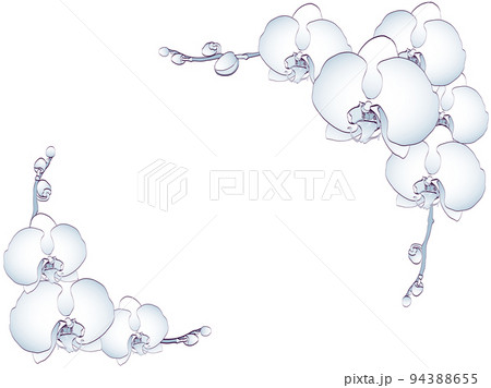 胡蝶蘭・ブルー・フレーム 胡蝶蘭・ブルー・フレーム 94388655