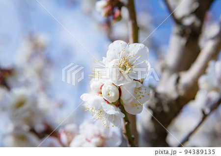 吉野公園の白梅の花 94389135