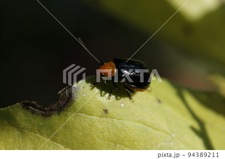 ソラマメの葉につく、野菜の害虫、ウリハムシ ソラマメの葉につく、野菜の害虫、ウリハムシ 94389211