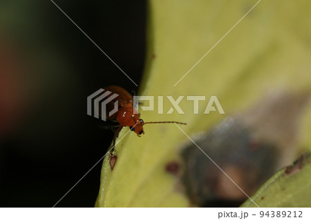 ソラマメの葉につく、野菜の害虫、ウリハムシ 94389212