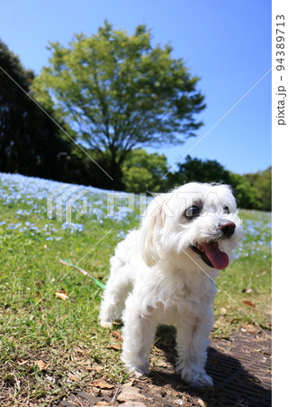 ネモフィラと白い犬 ネモフィラと白い犬 94389713