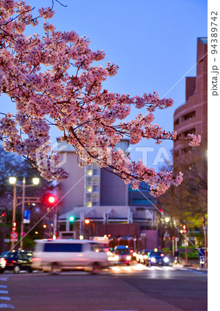春爛漫、満開の桜と夕暮れ時の都会の風景 春爛漫、満開の桜と夕暮れ時の都会の風景 94389742
