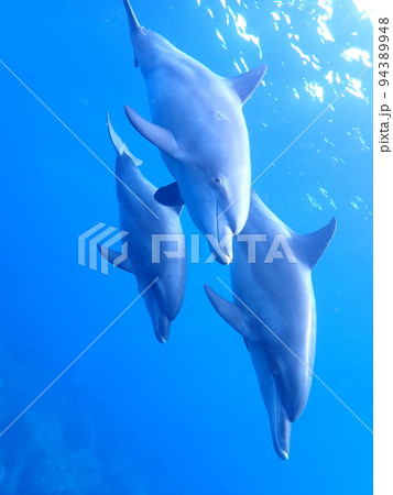御蔵島のイルカ 94389948