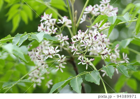初夏に薄紫の小さな花を咲かせる、センダン 初夏に薄紫の小さな花を咲かせる、センダン 94389971