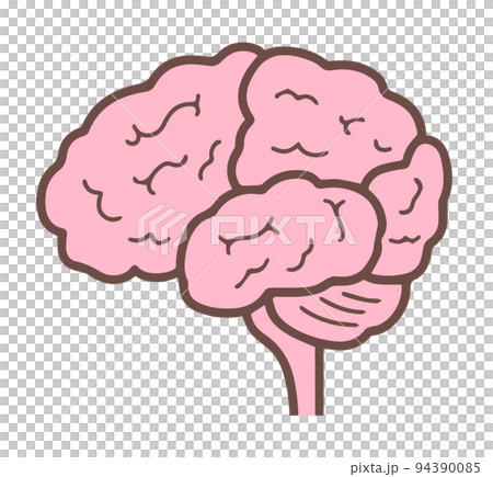横から見た脳　側面図　中枢神経　脳みそ 94390085