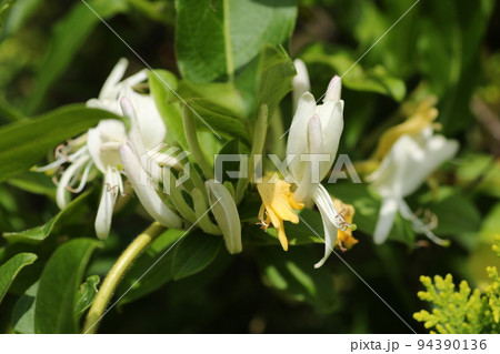 甘い香りのスイカズラの花 甘い香りのスイカズラの花 94390136