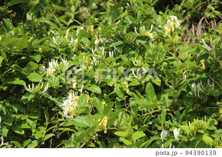 甘い香りのスイカズラの花 94390139