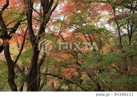 狭山湖周回道の紅葉 狭山湖周回道の紅葉 94390211