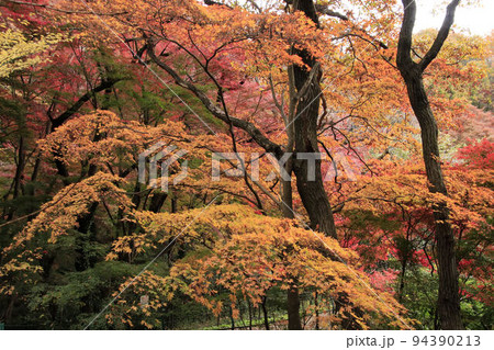 狭山湖周回道の紅葉 狭山湖周回道の紅葉 94390213
