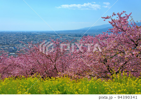 まつだ桜祭り・名物のひとつ、開花が早い河津桜と菜の花、開成町方面の眺め・神奈川県足柄上郡松田町(2) 94390341