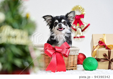 チワワのクリスマス 94390342
