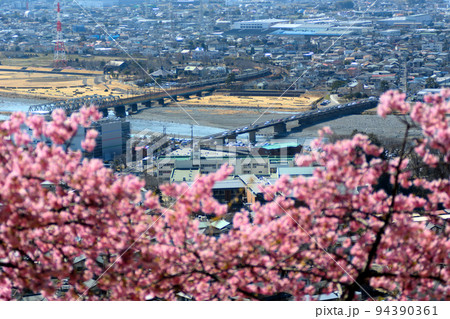 まつだ桜祭り・河津桜越しに眺める酒匂川と、鉄橋を渡る電車・神奈川県足柄上郡松田町(2) 94390361