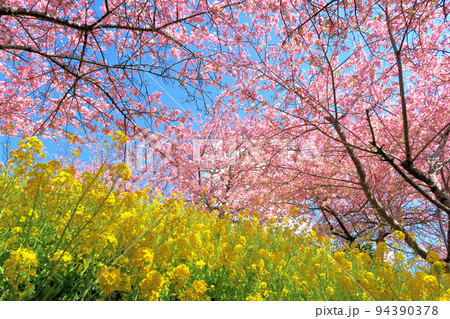 まつだ桜祭り・河津桜と菜の花の眺め、黄色とピンクの春らしい風景・神奈川県足柄上郡松田町(2) まつだ桜祭り・河津桜と菜の花の眺め、黄色とピンクの春らしい風景・神奈川県足柄上郡松田町(2) 94390378