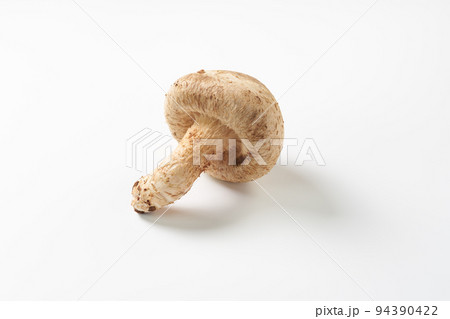 きのこ　白背景イメージ 94390422