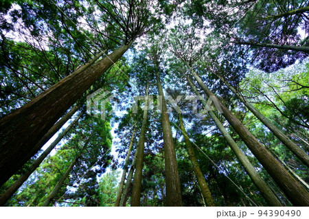 春日山原始林巨木の森 春日山原始林巨木の森 94390490