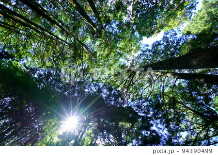 春日山原始林巨木の森 94390499