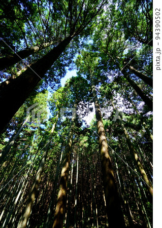 春日山原始林巨木の森 春日山原始林巨木の森 94390502