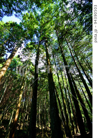 春日山原始林巨木の森 春日山原始林巨木の森 94390503