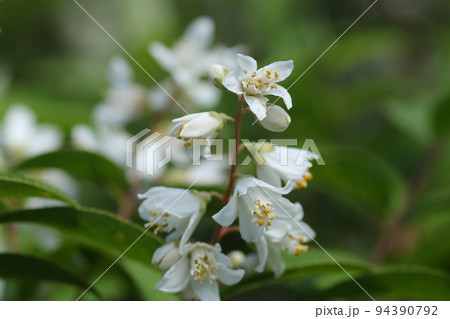 初夏に、白く美しい花を咲かせる、ヒメウツギ 初夏に、白く美しい花を咲かせる、ヒメウツギ 94390792