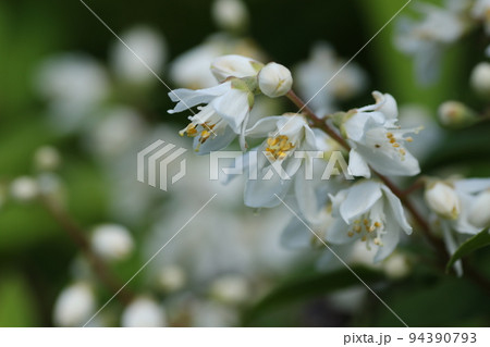 初夏に、白く美しい花を咲かせる、ヒメウツギ 初夏に、白く美しい花を咲かせる、ヒメウツギ 94390793