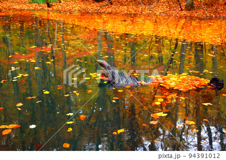 水鏡の紅葉 94391012