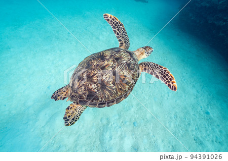 ウミガメ 94391026