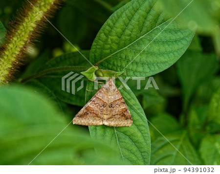 ヤガ科オオウンモンクチバ ヤガ科オオウンモンクチバ 94391032