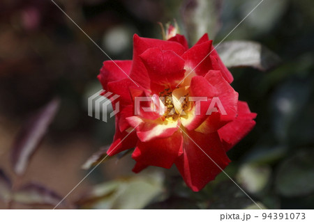 荒尾市　おもやい市民花壇　バラの花、 94391073