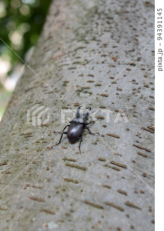 木を登るクワガタ 木を登るクワガタ 94391145