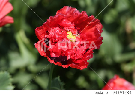 大輪の真っ赤な、ケシの花 94391234