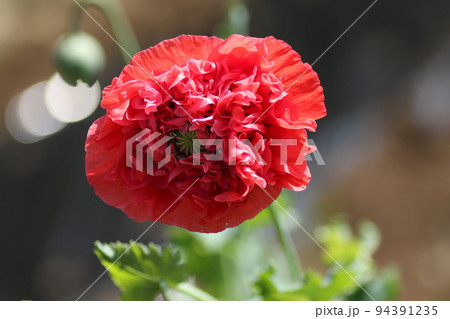 大輪の真っ赤な、ケシの花 大輪の真っ赤な、ケシの花 94391235