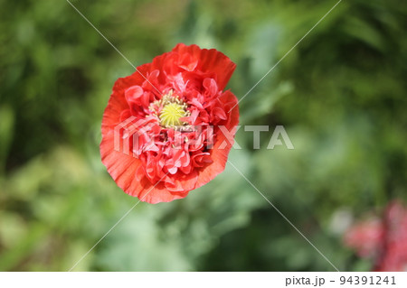 大輪の真っ赤な、ケシの花 大輪の真っ赤な、ケシの花 94391241