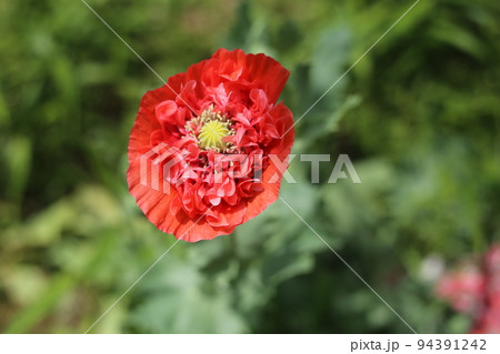 大輪の真っ赤な、ケシの花 94391242