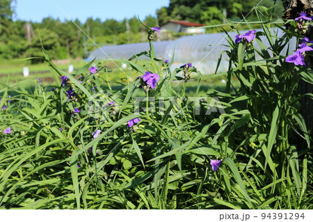 梅雨の晴れ間に咲いた、紫の花、オオムラサキツユクサ 94391294