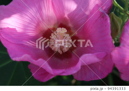 日本の秋の庭に咲くピンク色のフヨウの花 94391333