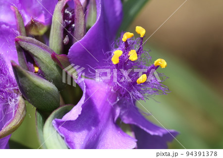 梅雨の晴れ間に咲いた、紫の花、オオムラサキツユクサ 梅雨の晴れ間に咲いた、紫の花、オオムラサキツユクサ 94391378