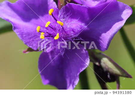 梅雨の晴れ間に咲いた、紫の花、オオムラサキツユクサ 94391380