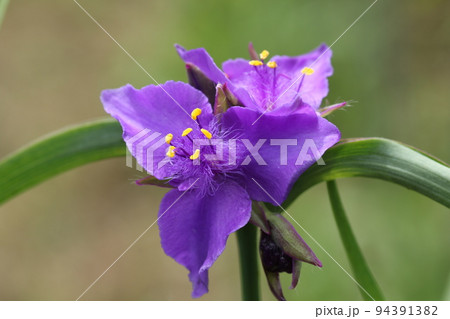 梅雨の晴れ間に咲いた、紫の花、オオムラサキツユクサ 94391382
