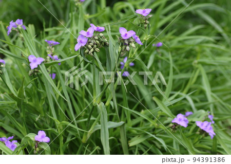 梅雨の晴れ間に咲いた、紫の花、オオムラサキツユクサ 94391386