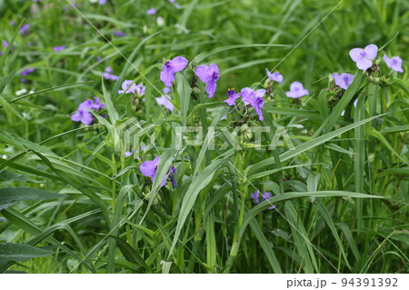 梅雨の晴れ間に咲いた、紫の花、オオムラサキツユクサ 梅雨の晴れ間に咲いた、紫の花、オオムラサキツユクサ 94391392