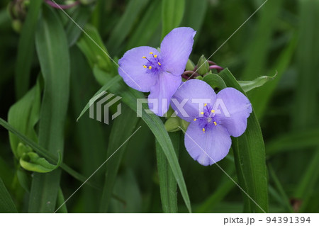 梅雨の晴れ間に咲いた、紫の花、オオムラサキツユクサ 梅雨の晴れ間に咲いた、紫の花、オオムラサキツユクサ 94391394