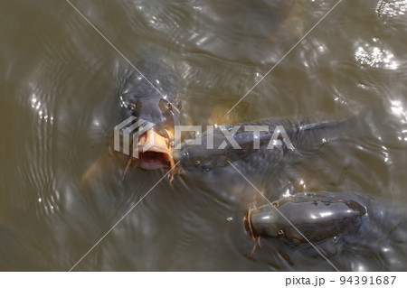 公園の池で大きな口を開けて、餌をねだる、鯉 94391687