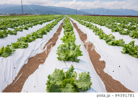 レタス畑【塩尻市洗馬】 レタス畑【塩尻市洗馬】 94391781