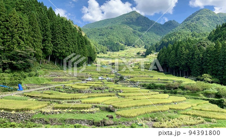 収穫作業(稲刈り・はざ干し)が始まった棚田［四谷千枚田/愛知県新城市］ 94391800