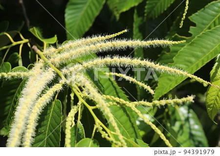 初夏に咲く、クリの花 初夏に咲く、クリの花 94391979