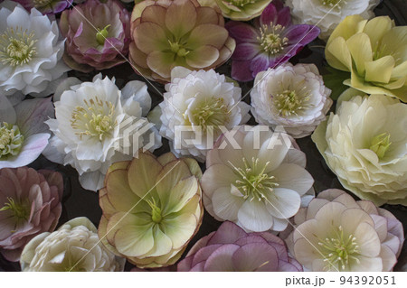 水面に浮かぶ満開のフラワー 水面に浮かぶ満開のフラワー 94392051